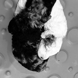 Bernedoodle Puppies from Salty Point Doodles