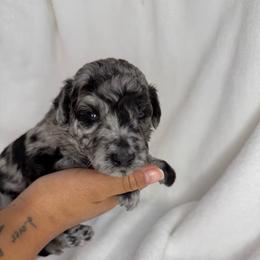 Oak - Blue male Poodle puppy in Longview, Washington from Evergreen Miniature Poodles