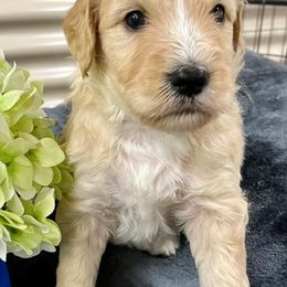 Bernedoodles from Anjay’s Pets