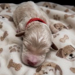 Lux - Red  male Goldendoodle puppy in Cumberland, Rhode Island from minigoldendoodlesofRI