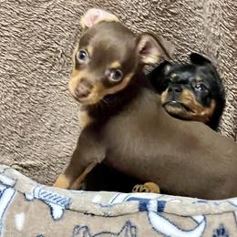 Prague Ratter Puppies from North Star Gem’s Prague Ratters