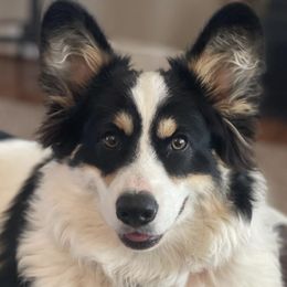 Catfish - Pembroke Welsh Corgi