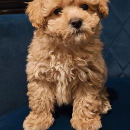 Mocha - Apricot male Poodle puppy in Pleasant View, Tennessee from Pawsitively Perfect Poodles