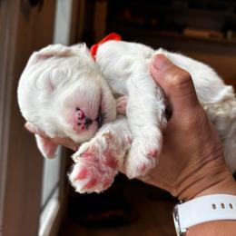 Faith - Blue merle and white female Sheepadoodle puppy in Vernonia, Oregon from Life Unleashed Farm