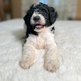 Birdie - Parti female Goldendoodle puppy in Osage City, Kansas from Golden Ridge Goldens