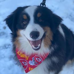 Emry - Australian Shepherd
