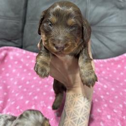 Dachshund Puppies from Camden Line Dachshunds