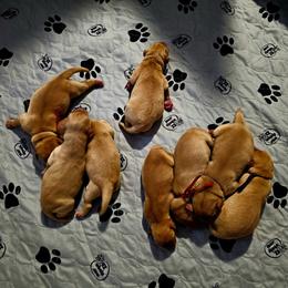 Fox red girl - Yellow female Labrador Retriever puppy in Swanton, Ohio from SilverWater Labs