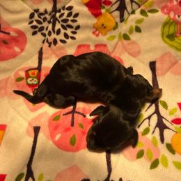 Black and Tan Female - Black and tan female Dachshund puppy in Red Bud, Illinois from Midwest Miniature Dachshunds