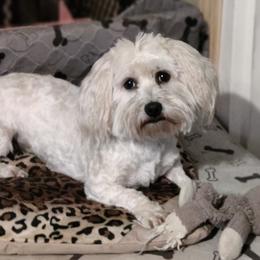 Seraphina - Coton de Tulear