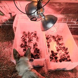 Border Collie Puppies from Cullins Collies