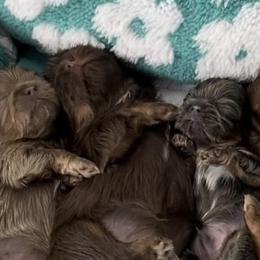 Shih Tzu Puppies from Lavender Lane Tzus