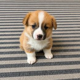 Chandler - Red male Pembroke Welsh Corgi puppy in Aumsville, Oregon from West Coast Corgi