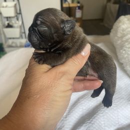 Girl 1 - Brindle female French Bulldog puppy in Shelbyville, Kentucky from Hidden Hickories Farm