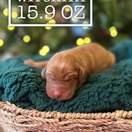 Witchita - Yellow male Labrador Retriever puppy in Puyallup, Washington from 12 Door Farm Labradors