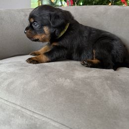 Light green boy - Black and mahogany male Rottweiler puppy in Auburn, California from Vom Haus Flores