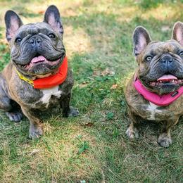 French Bulldog Puppies from Kismet French Bulldogs