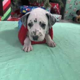Black collar boy - White and black male Dalmatian puppy in Wilson, North Carolina from New Horizonz Dalmatians