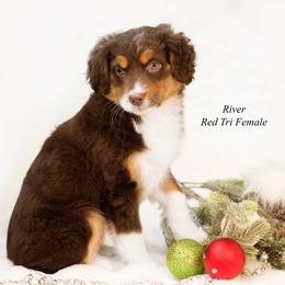 River - Red tri female Miniature Australian Shepherd puppy in Mechanicsburg, Pennsylvania from TJ's Aussies