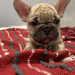 French Bulldogs from RGV Class Frenchies
