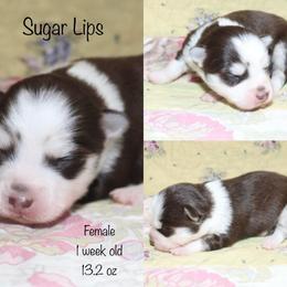 Sugar Lips - Chocolate female Pomsky puppy in Denham Springs, Louisiana from Bayouland Pomskies