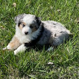 Miniature American Shepherd Puppies from Flying with AKC Mini Aussies
