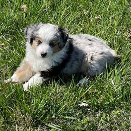 Miniature American Shepherd Puppies from Flying with AKC Mini Aussies