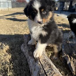 Australian Shepherd Puppies from Heritage Australian Shepherds