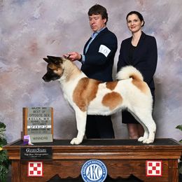 Oaklee - Akita