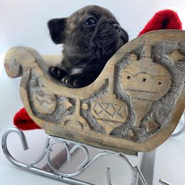 Caterina - Fawn brindle and white female French Bulldog puppy in Vancouver, Washington from Leash Candy Frenchies