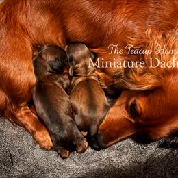 Dachshund Puppies from The Teacup Homestead Miniature Dachshunds