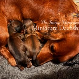Dachshund Puppies from The Teacup Homestead Miniature Dachshunds