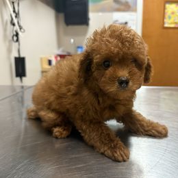 Copper - Red  male Poodle puppy in Weston, Florida from Miami Toy Poodles