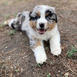 Australian Shepherd Puppies from 5280 Australian Shepherd