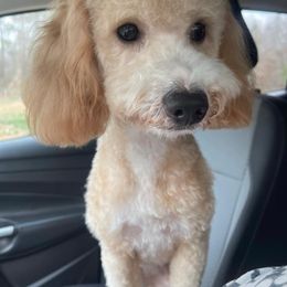 Piper - Goldendoodle