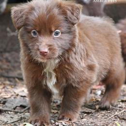 Pez - Red & white male Miniature Australian Shepherd puppy in Patterson, North Carolina from DreamLine Aussies