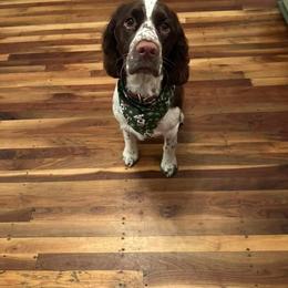 English Springer Spaniel All Grown Up from Bristol’s Southern Spaniels