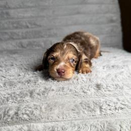 Colten - Dapple male Dachshund puppy in New Albany, Mississippi from Double A. Doxies
