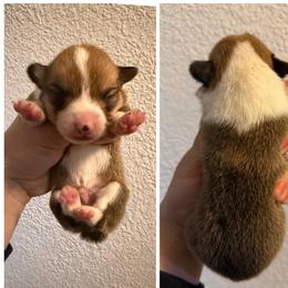 Boy 3 - Red male Pembroke Welsh Corgi puppy in Helmville, Montana from Calie’s Corgis