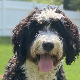 Winnie - Bernedoodle