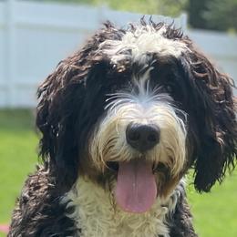 Winnie - Bernedoodle