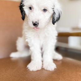 Bernedoodle Puppies from Salty Doodles co