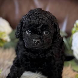 Black Male - male Cavapoochon puppy in Waldron, Arkansas from Kay’s Cutie Poos