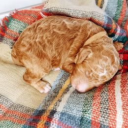 Labradoodle and Poodle Puppies from Lake City Poodles & Doodles