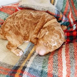 Labradoodle and Poodle Puppies from Lake City Poodles & Doodles