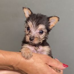 Girl 1 - Black and gold female Yorkshire Terrier puppy in San Diego, California from BC Breeders Association