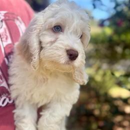 Sandy - Cream female Cockapoo puppy in Tallahassee, Florida from Panhandle Pups