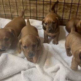 Dachshund Puppies from Adorable Mini Dachshund Breeder