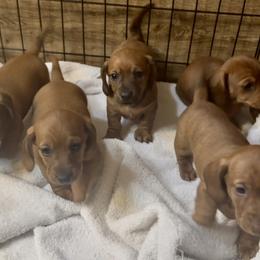 Dachshund Puppies from Adorable Mini Dachshund Breeder