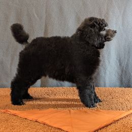 Silver Standard Poodle Orange Collar Jacob - Silver male Poodle puppy in Lillian, Alabama from Moondancers Poodles